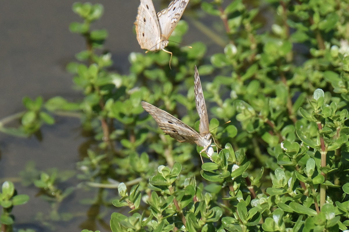 ウスベニタテハ - ML646790295