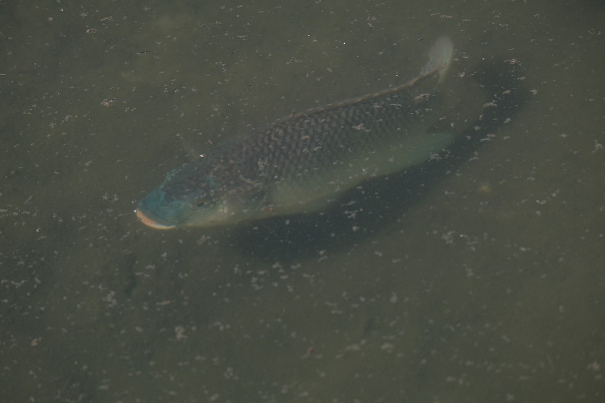 カワスズメ属 - ML646790297