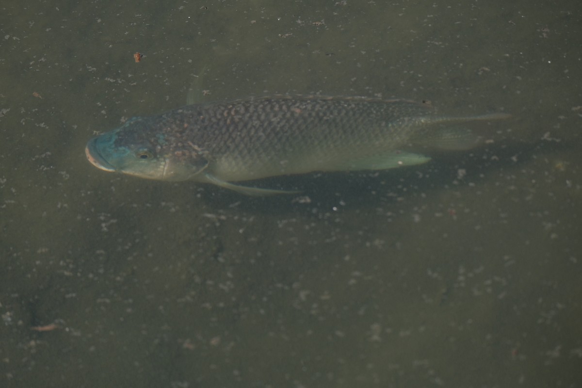 カワスズメ属 - ML646790298