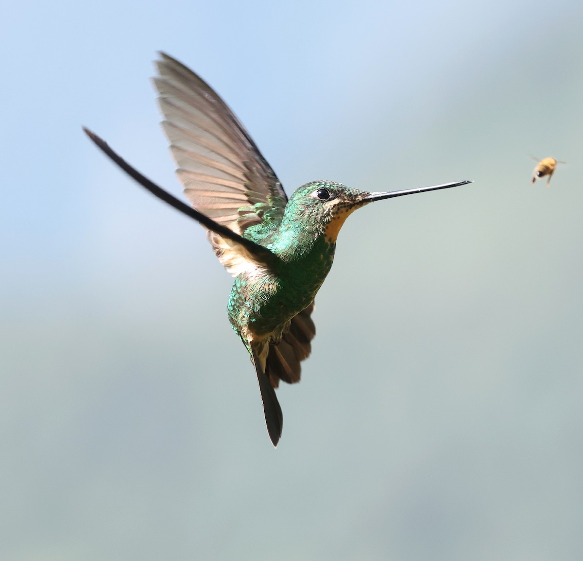 opalvingeinka - ML646790303