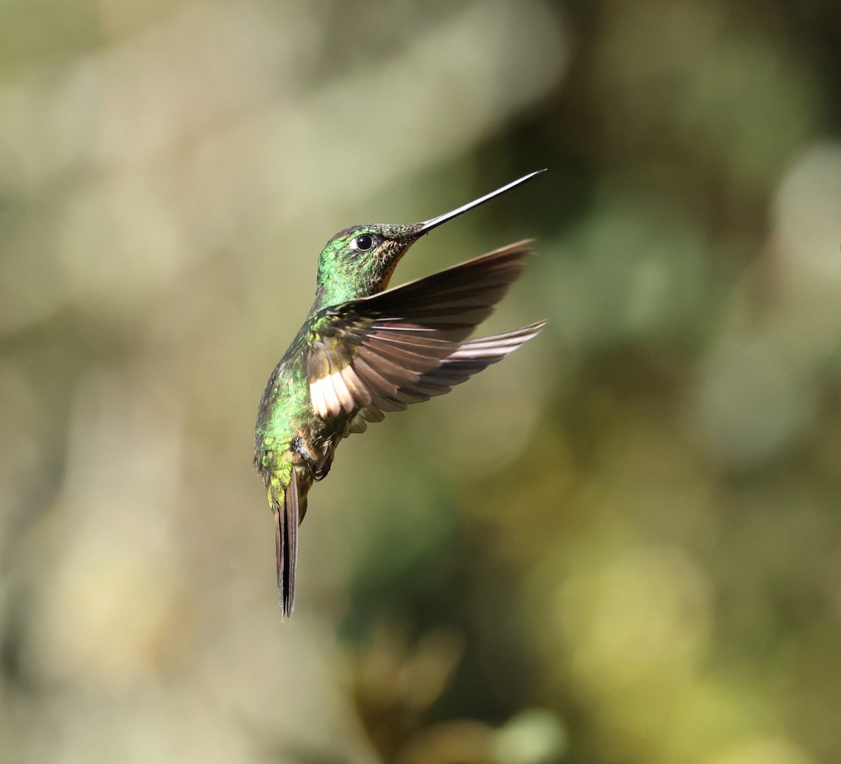 opalvingeinka - ML646790304