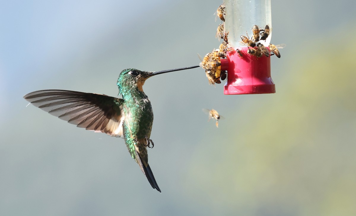 opalvingeinka - ML646790305