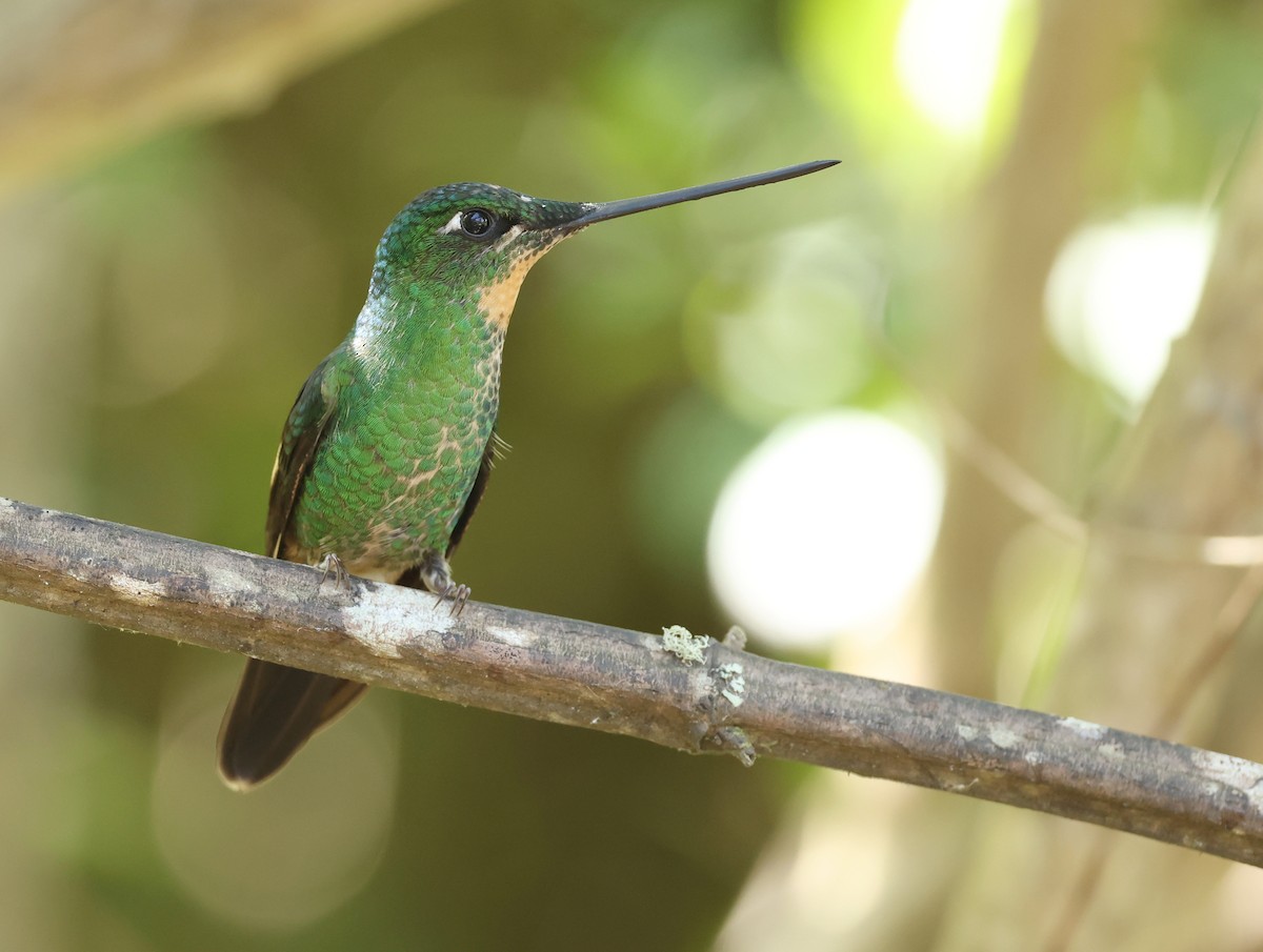 opalvingeinka - ML646790306