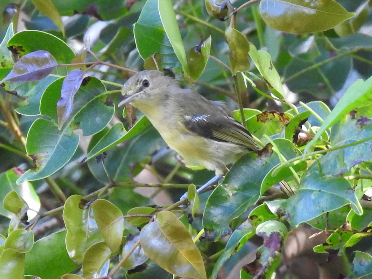 Viréo à bec fort - ML646790307