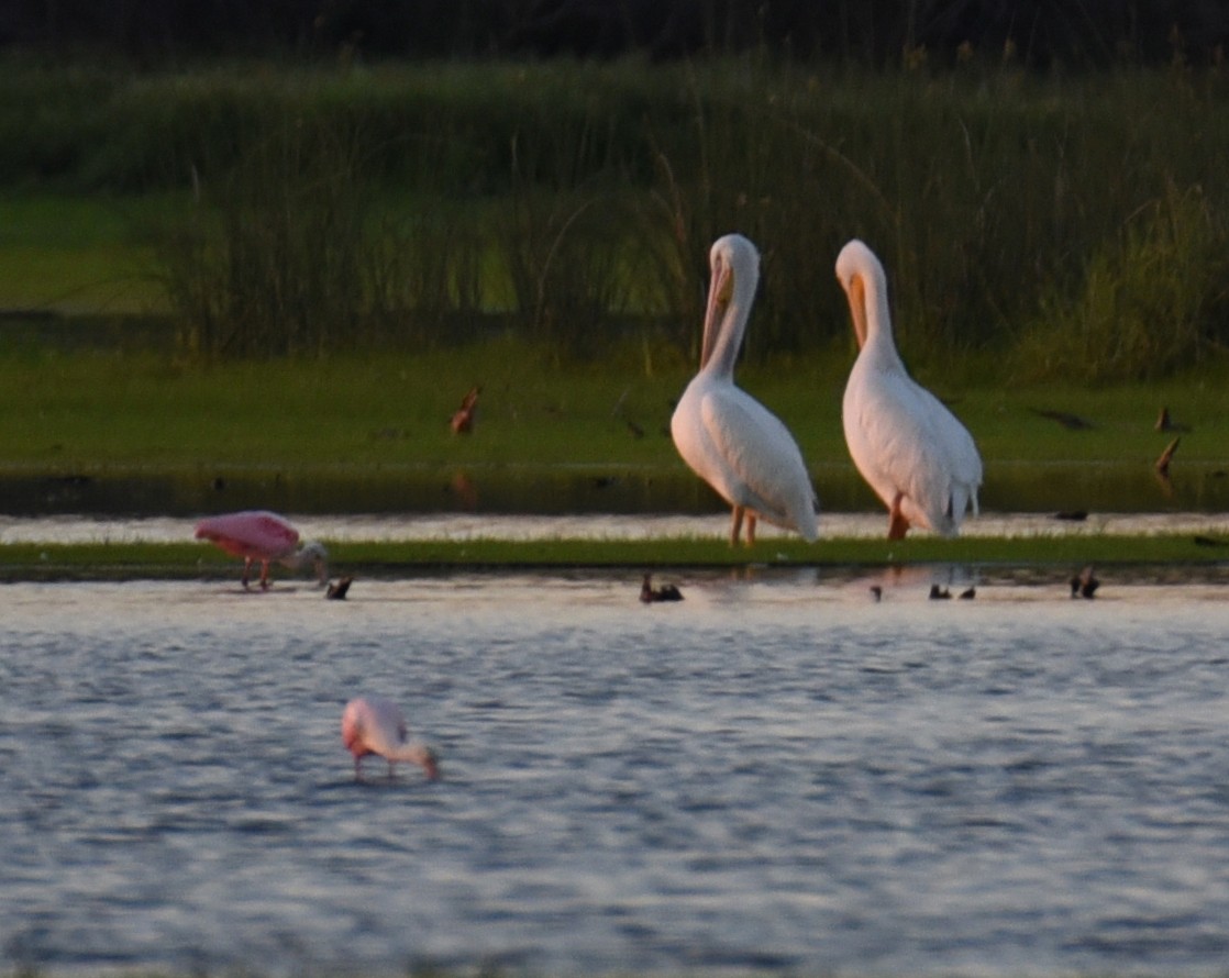 American White Pelican - ML646790309