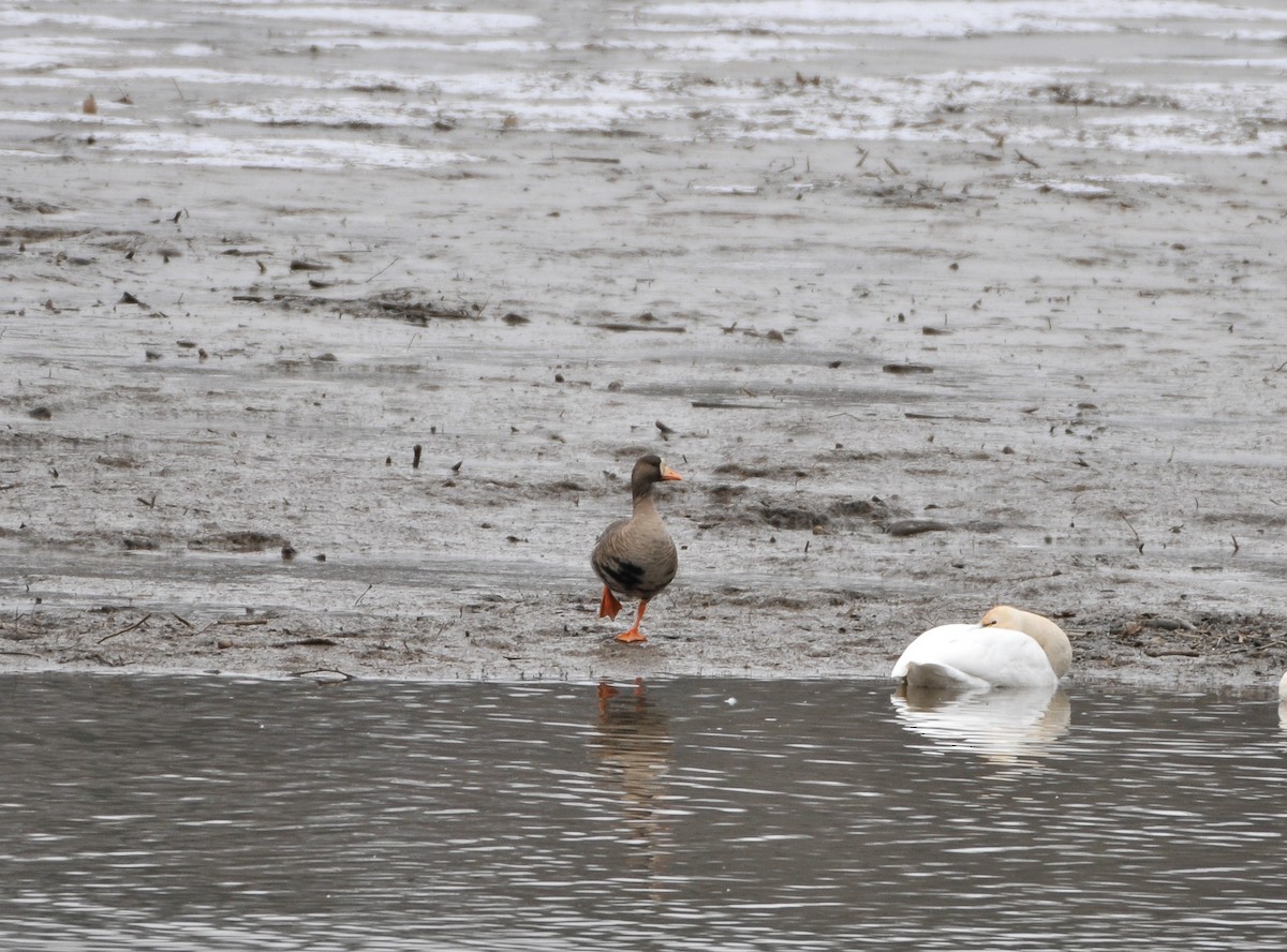 Greater White-fronted Goose - ML646790310