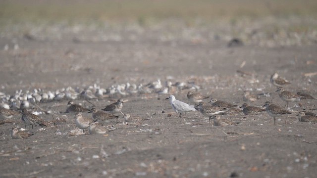 Крячок чорнодзьобий - ML646790311