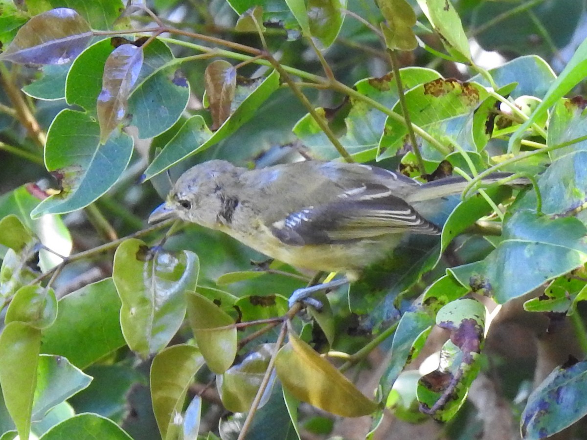 Viréo à bec fort - ML646790312