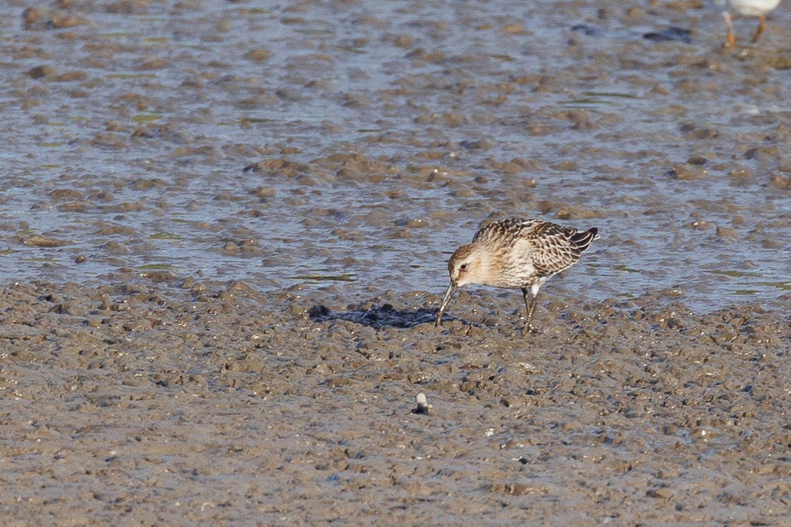 Побережник чорногрудий - ML646790313