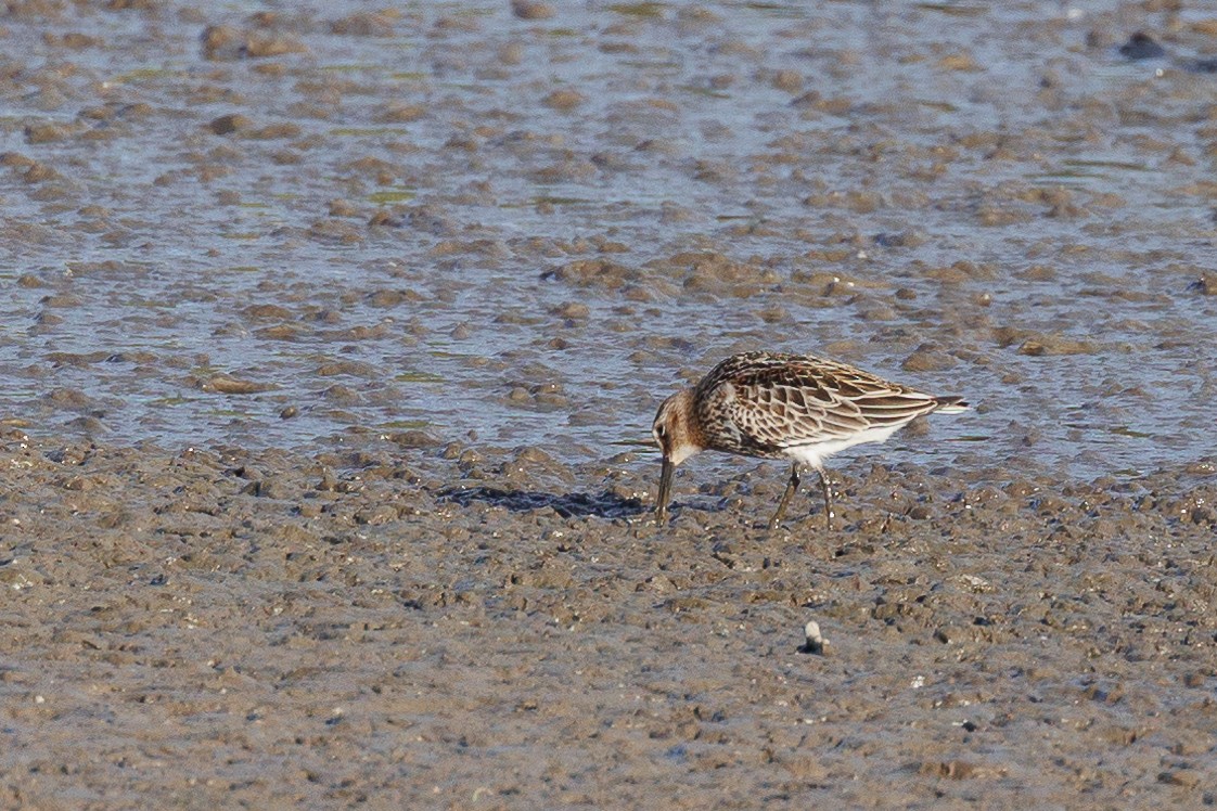 Побережник чорногрудий - ML646790314