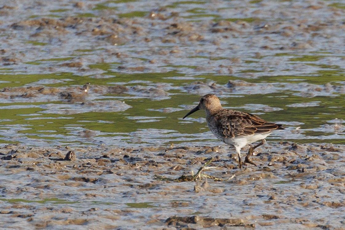 Побережник чорногрудий - ML646790315