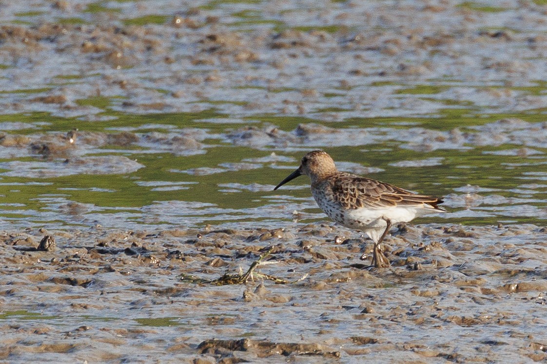 Побережник чорногрудий - ML646790316