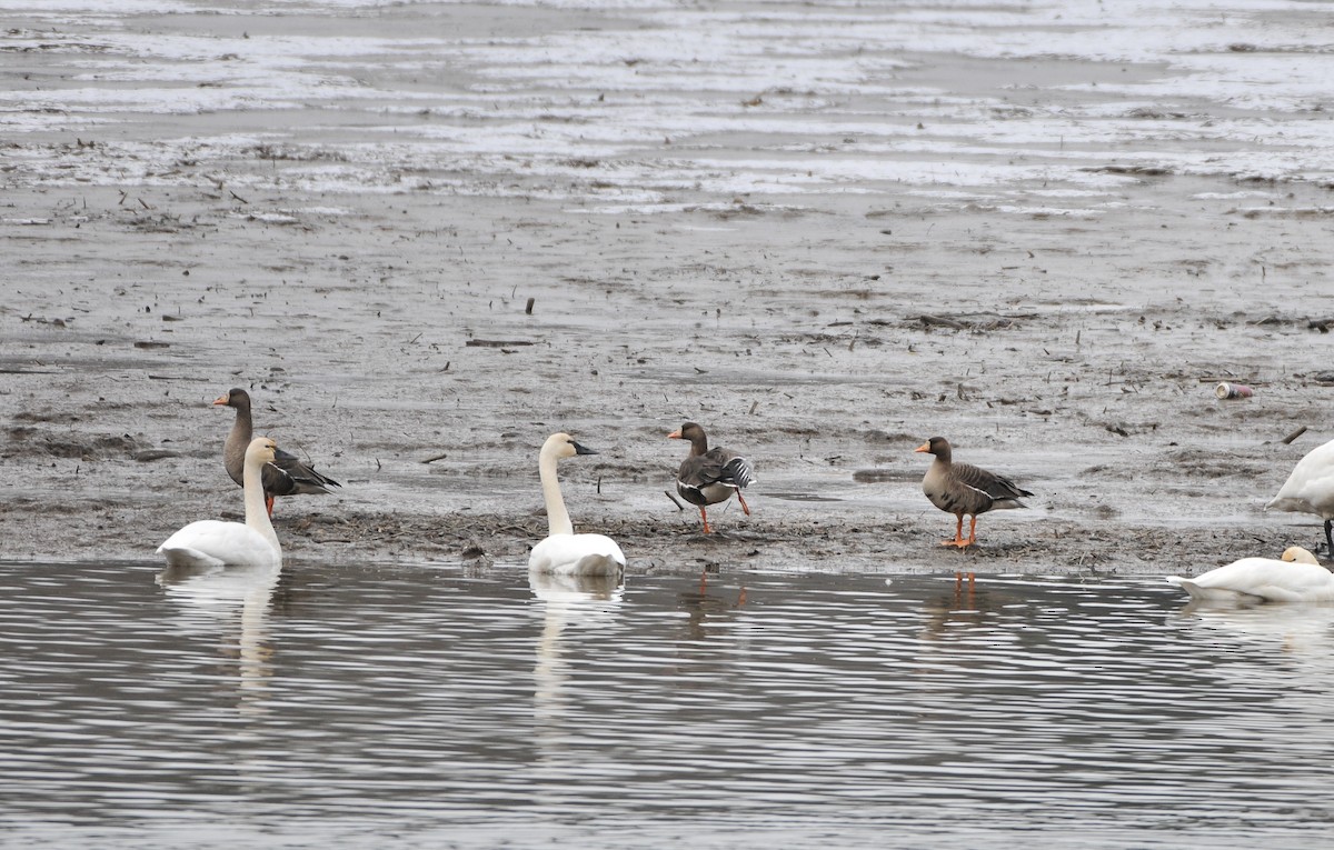 Greater White-fronted Goose - ML646790317