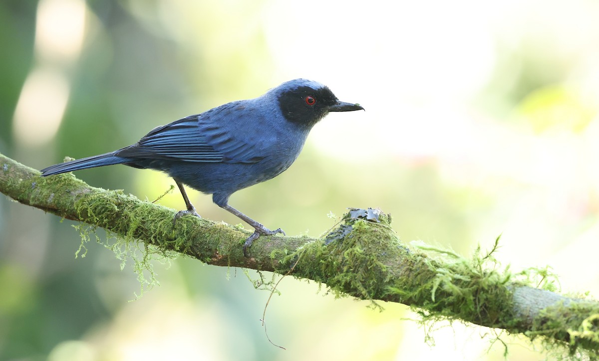 maskeblomsterborer - ML646790320