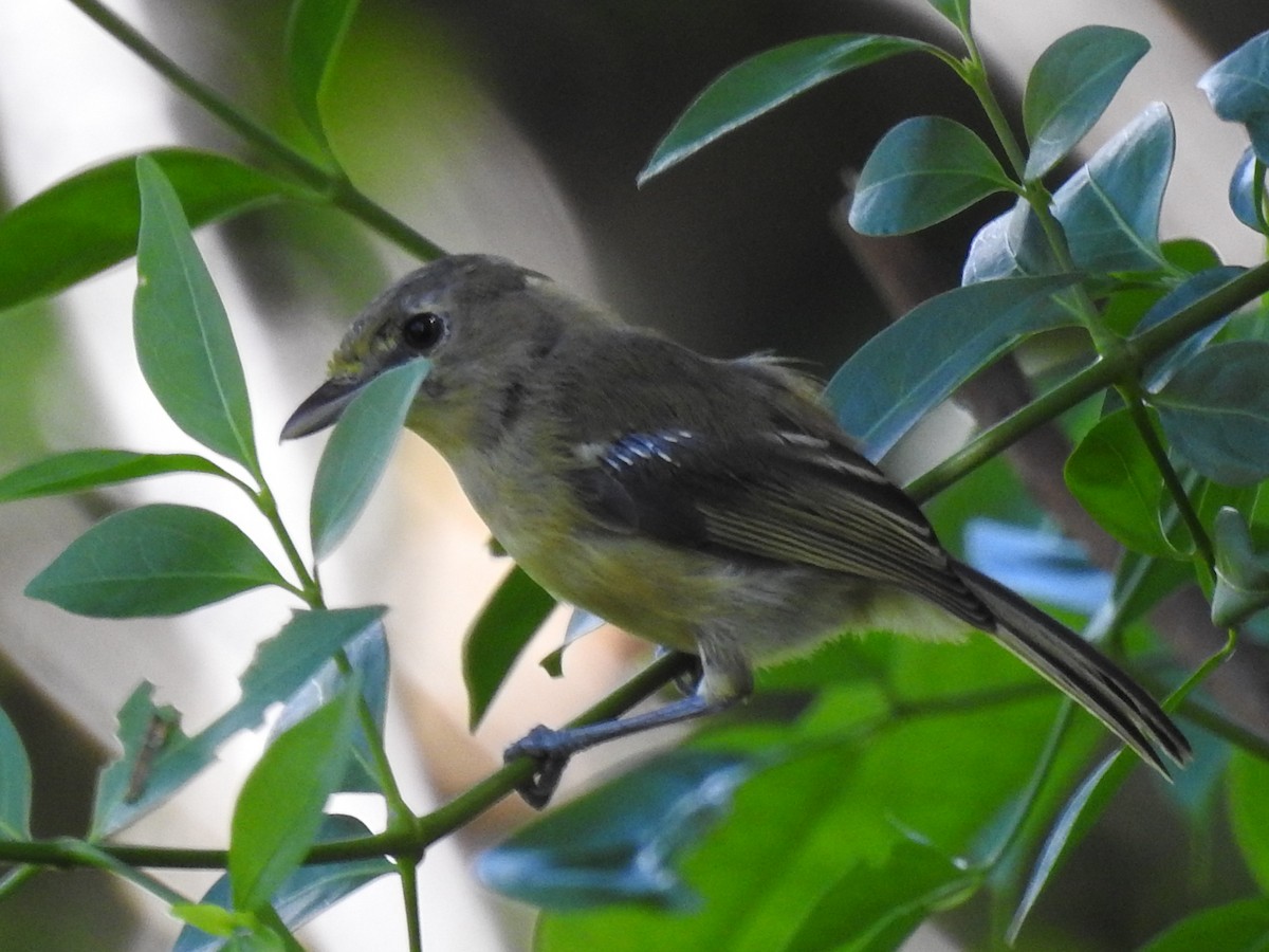 Viréo à bec fort - ML646790323