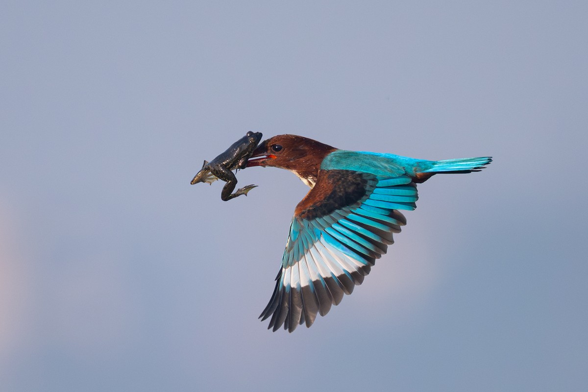White-throated Kingfisher - ML646790335