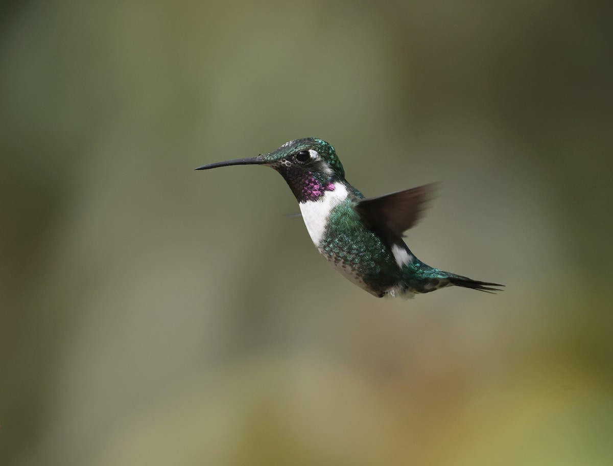 hvitbukkolibri - ML646790339