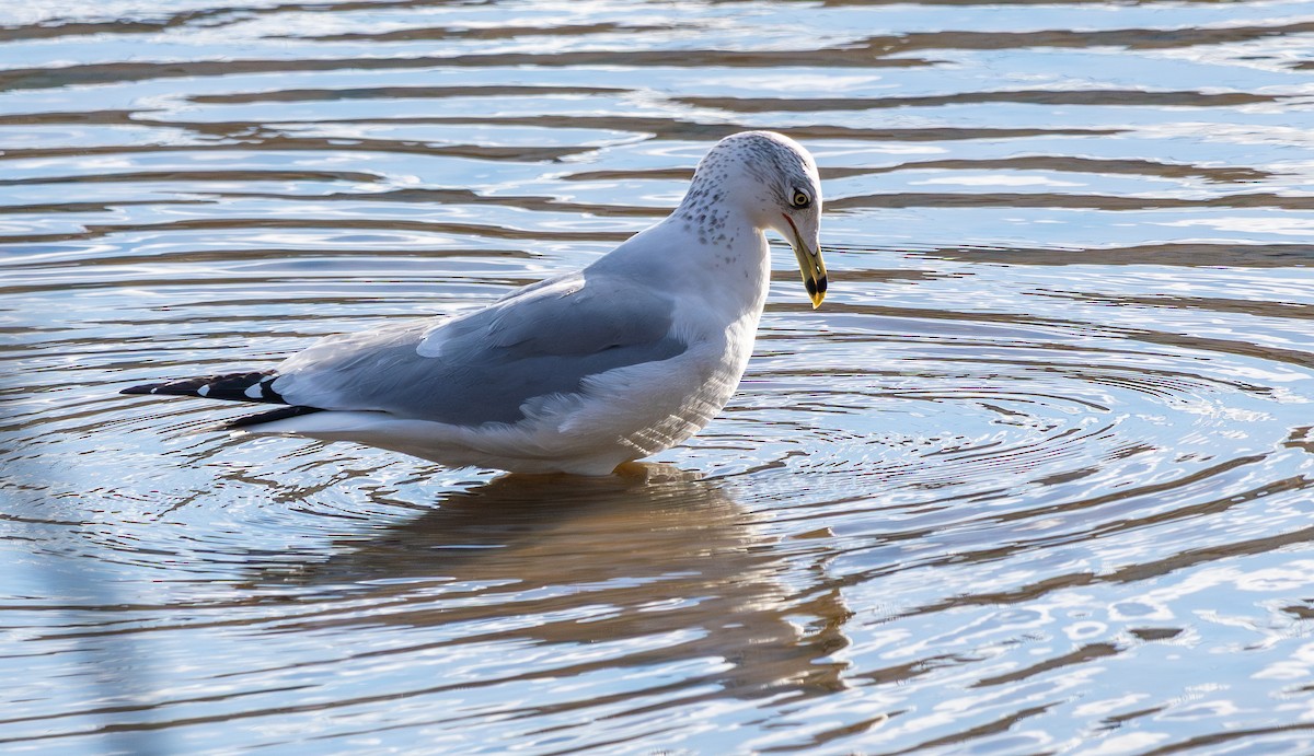 racek kroužkozobý - ML646790348