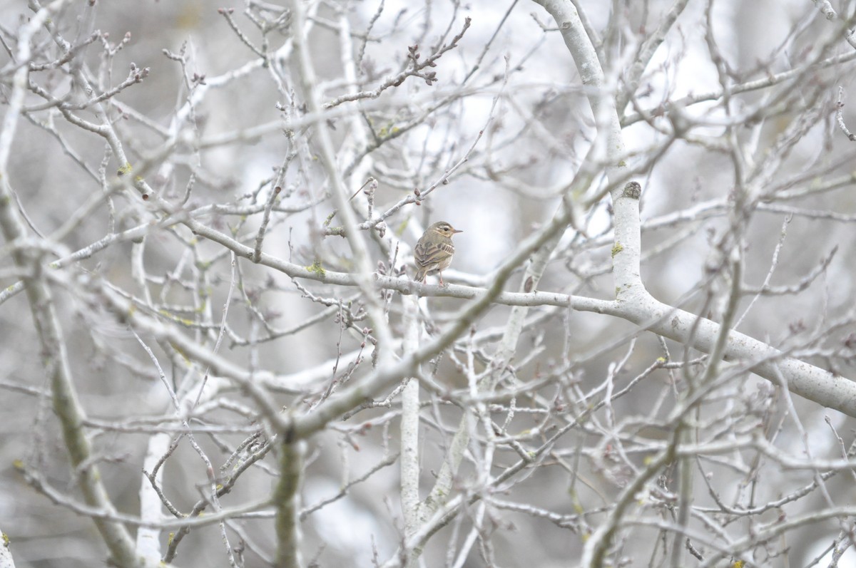 Olive-backed Pipit - ML646790349