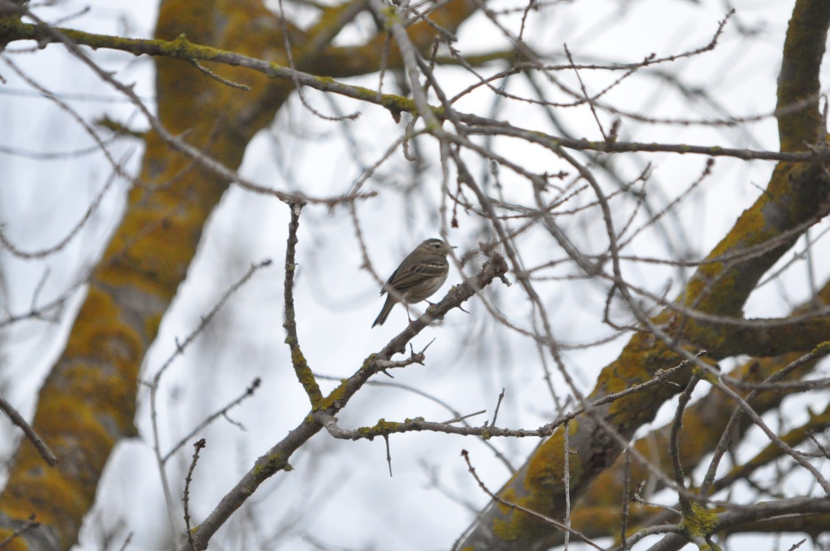 Olive-backed Pipit - ML646790350