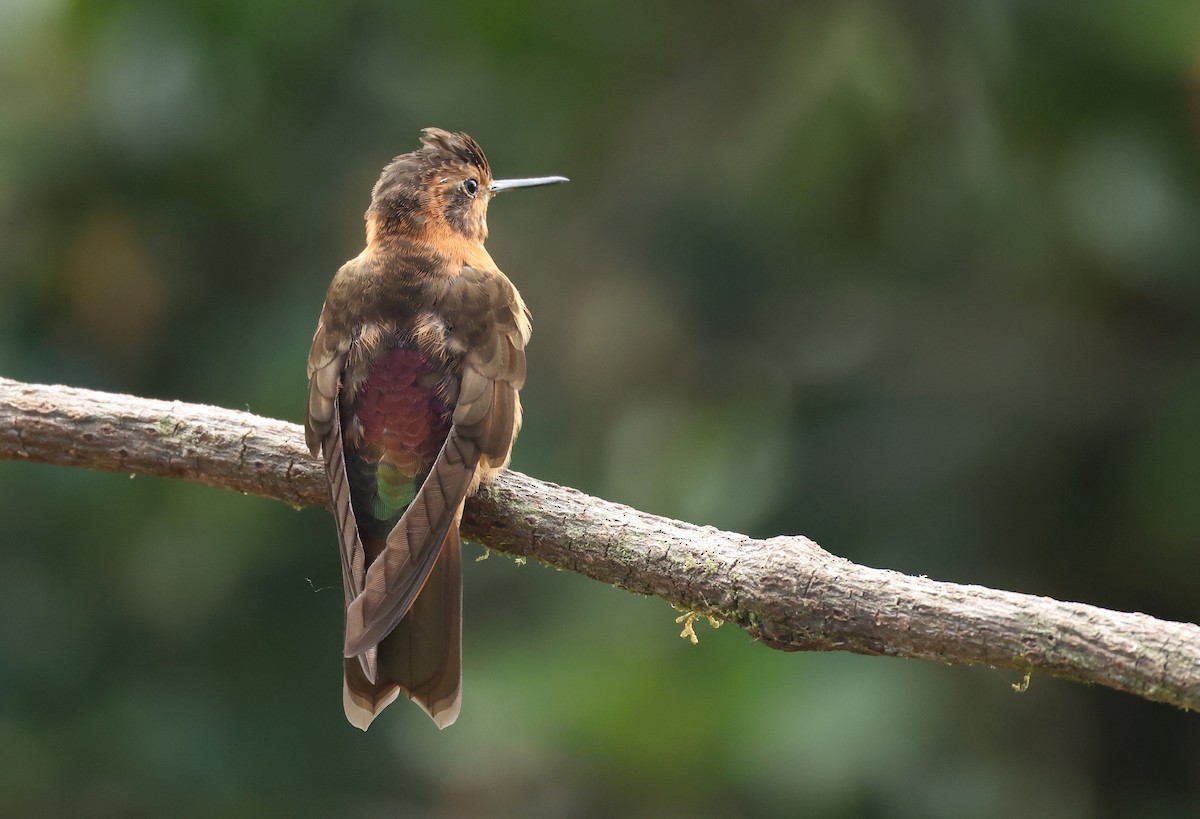 kobbersolkolibri - ML646790351