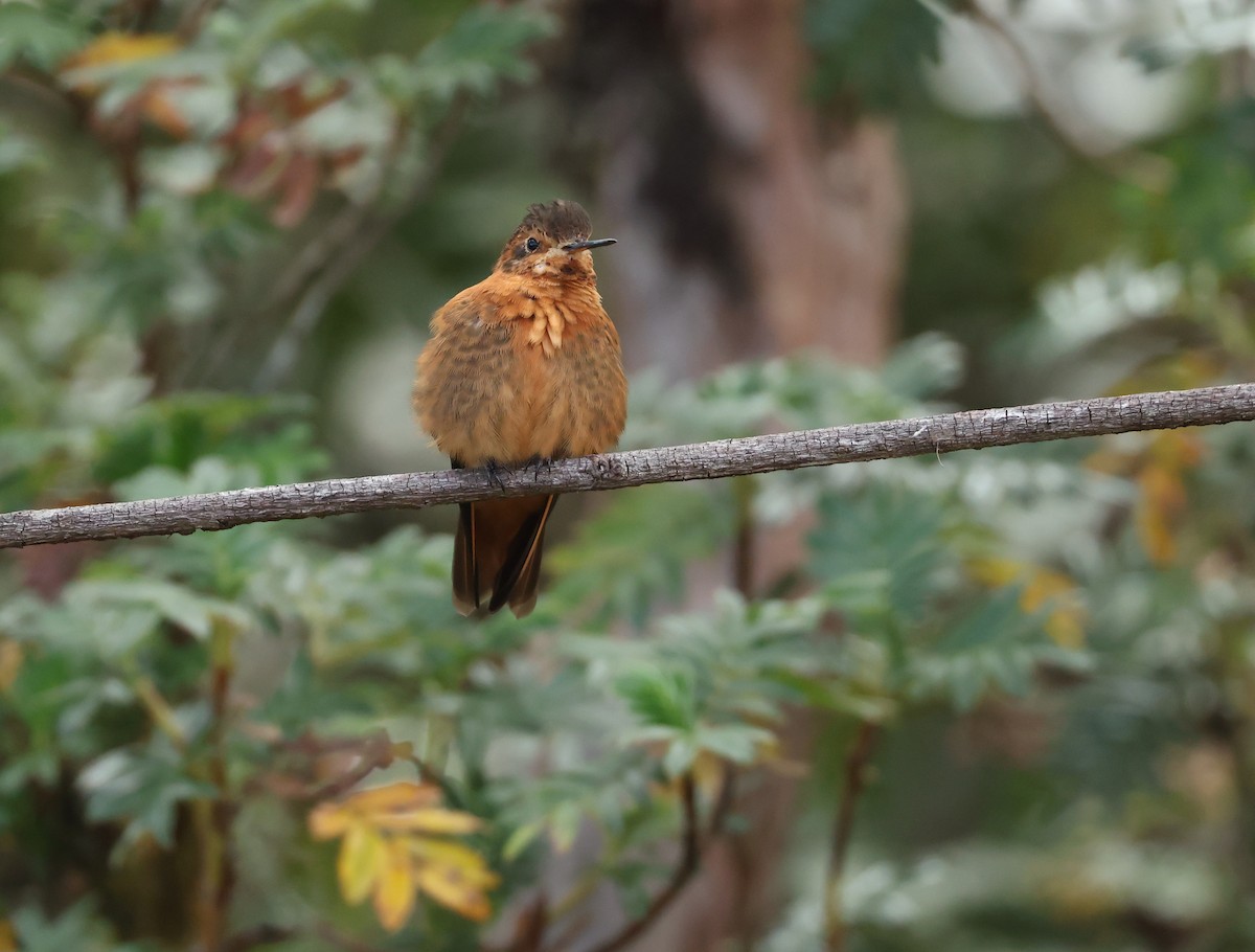 kobbersolkolibri - ML646790352