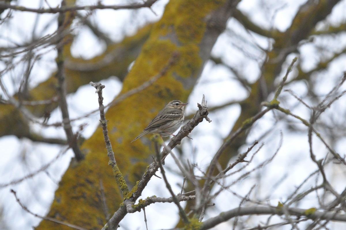 Olive-backed Pipit - ML646790353
