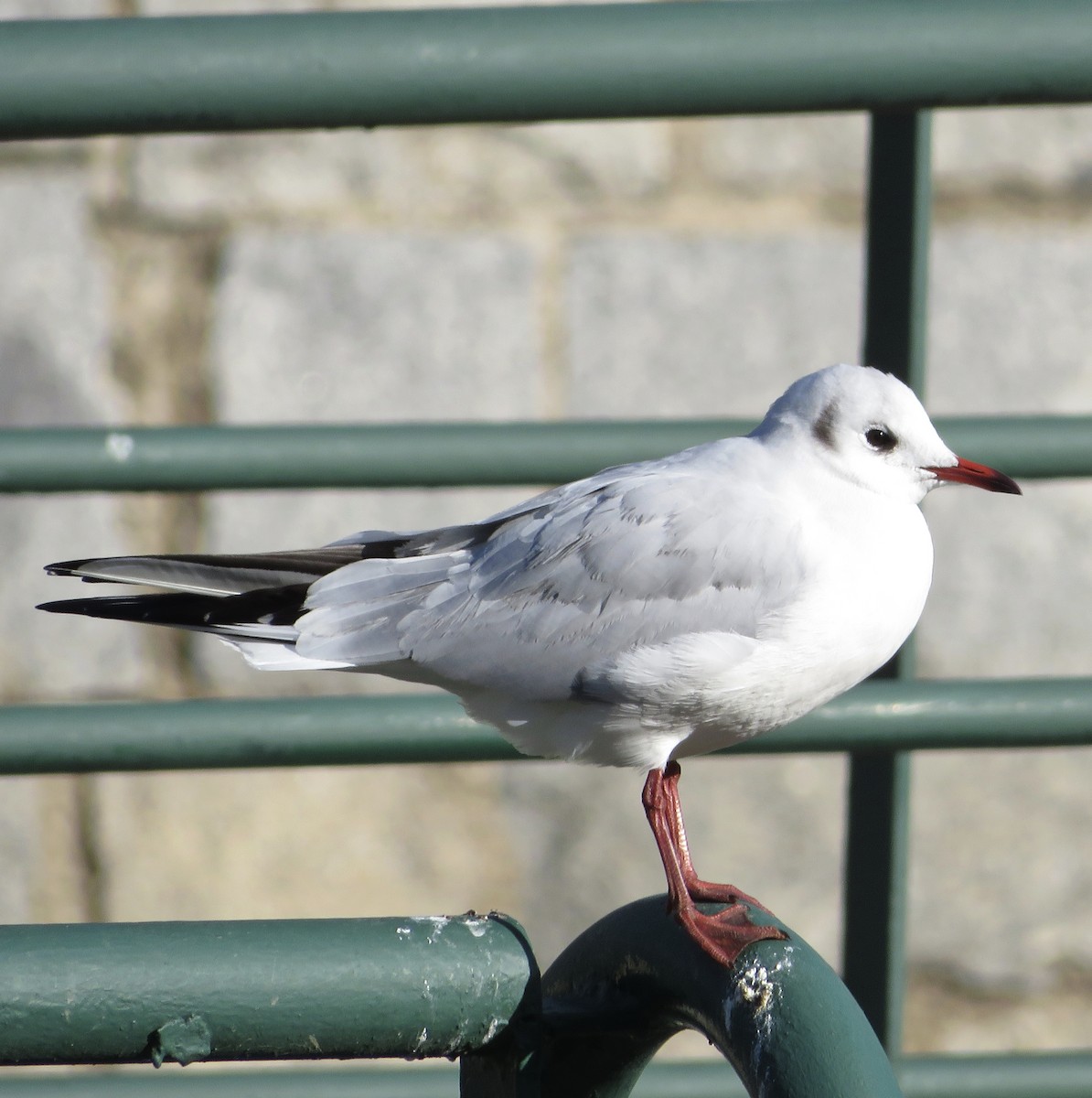 Black-headed Gull - ML646790355