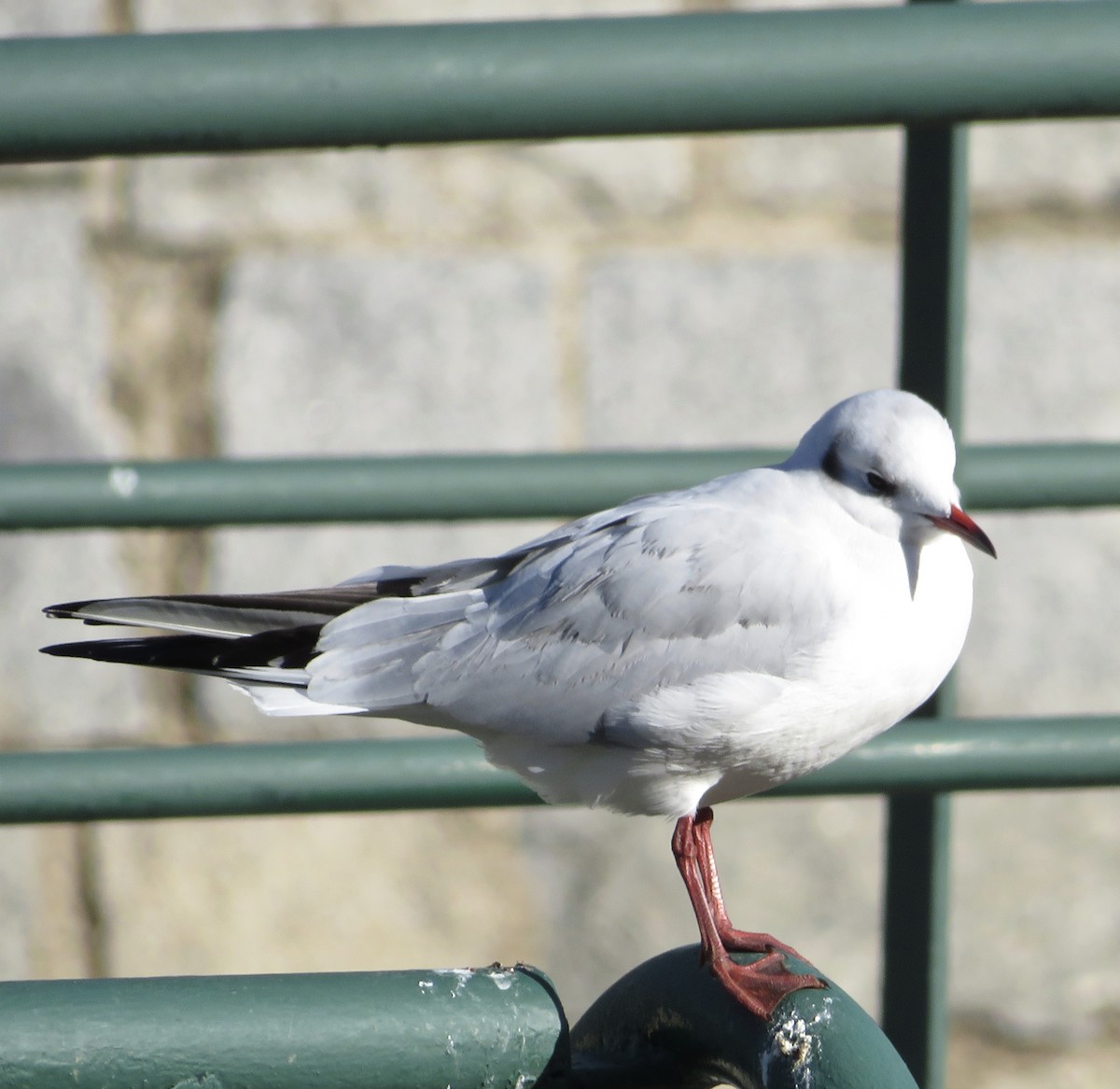 Black-headed Gull - ML646790356