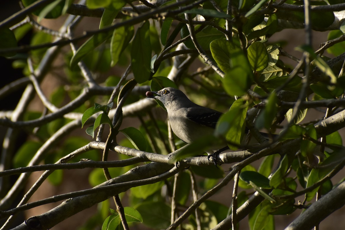 Tropical Mockingbird - ML646790358