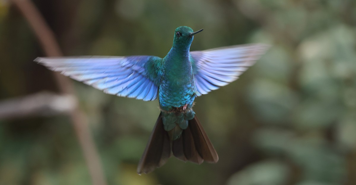 safirvingekolibri - ML646790359