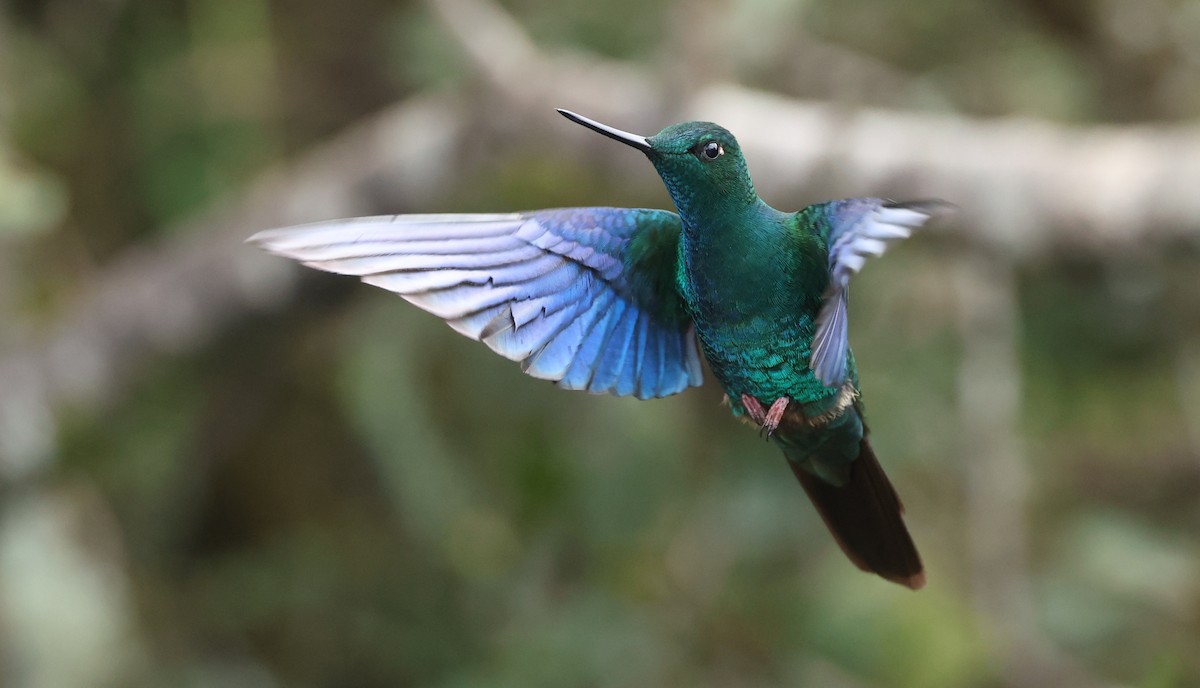 safirvingekolibri - ML646790360