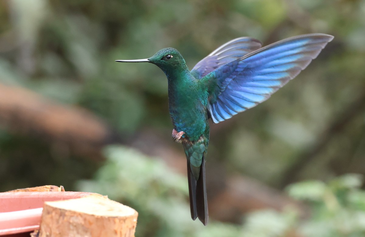 safirvingekolibri - ML646790361