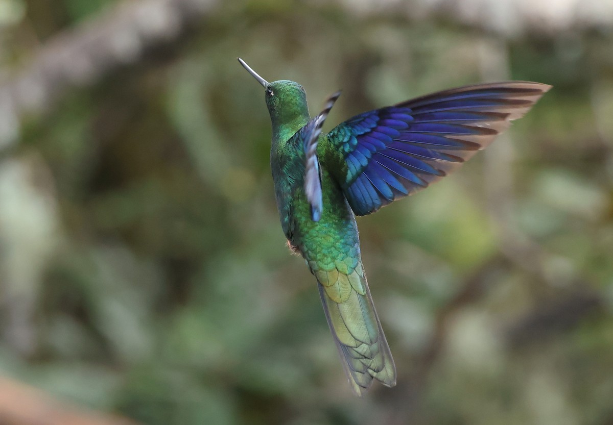 safirvingekolibri - ML646790362