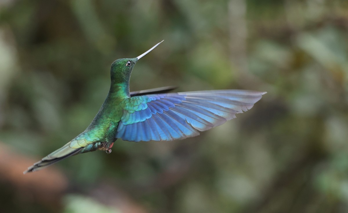 safirvingekolibri - ML646790363