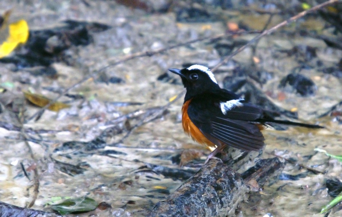 White-crowned Shama - ML646790364