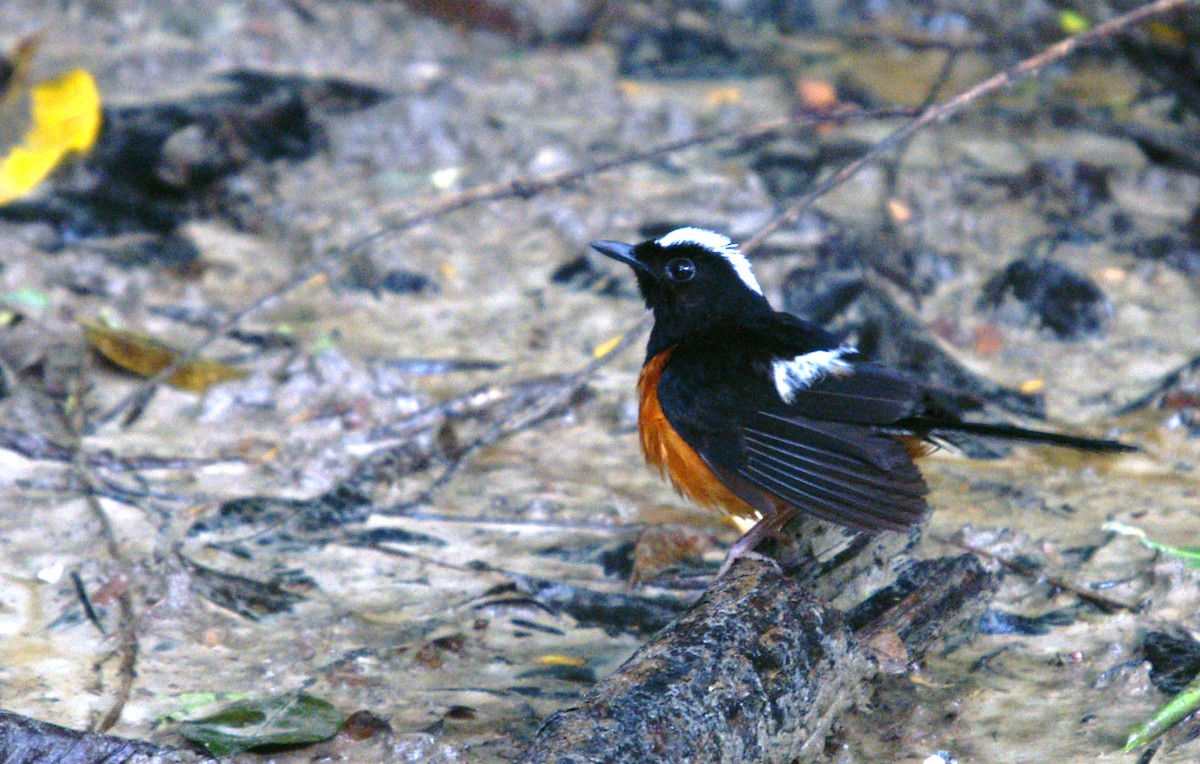 White-crowned Shama - ML646790365