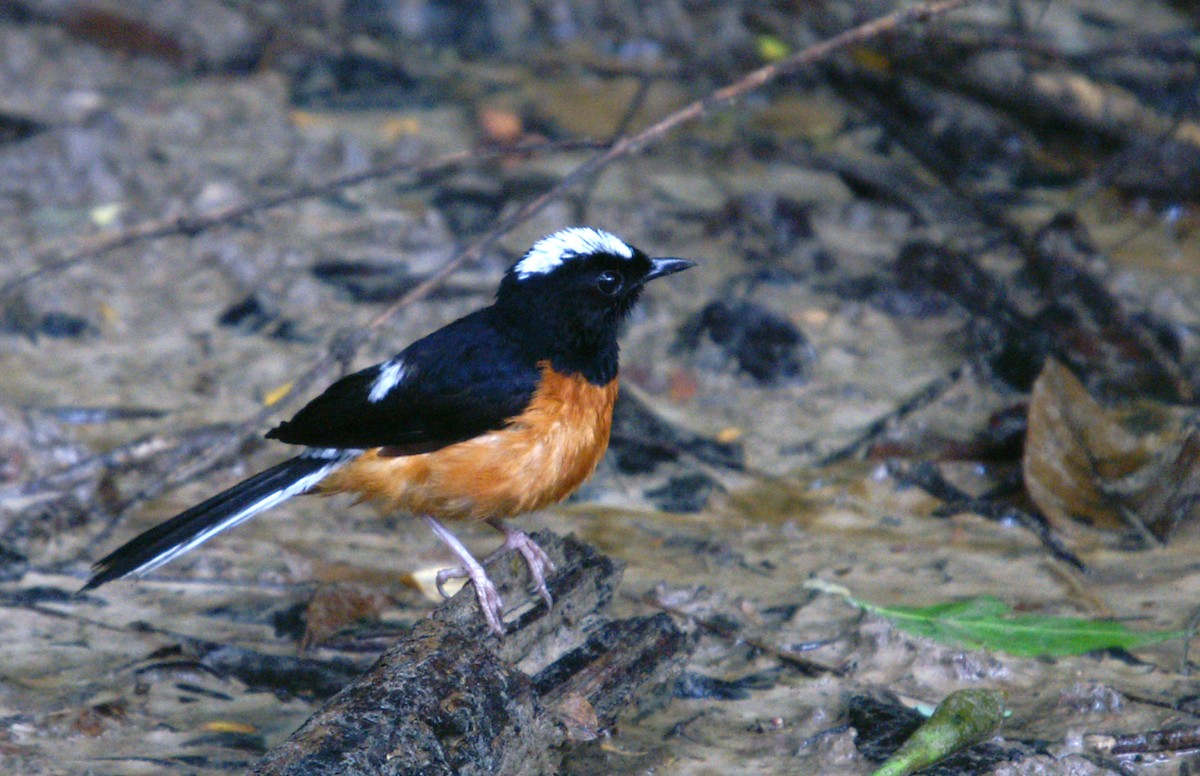 White-crowned Shama - ML646790366