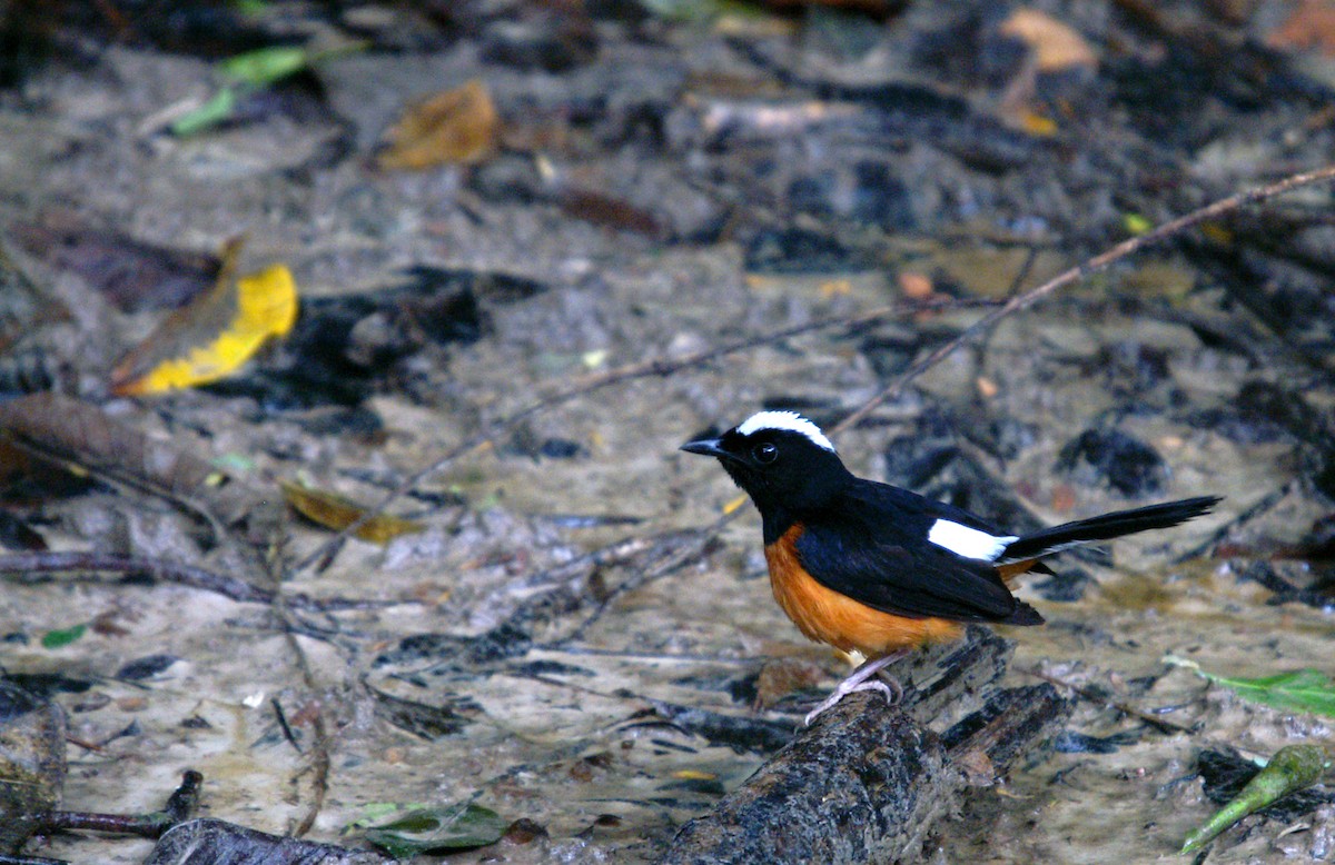 White-crowned Shama - ML646790367