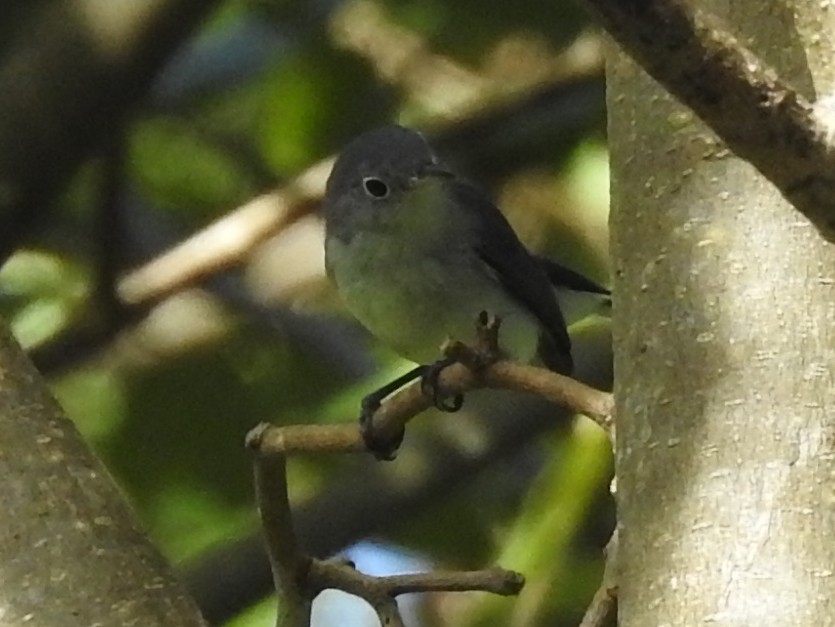 Blaumückenfänger - ML646790370