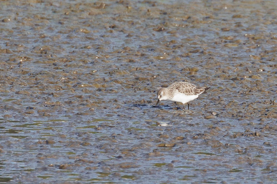 Побережник малий - ML646790372