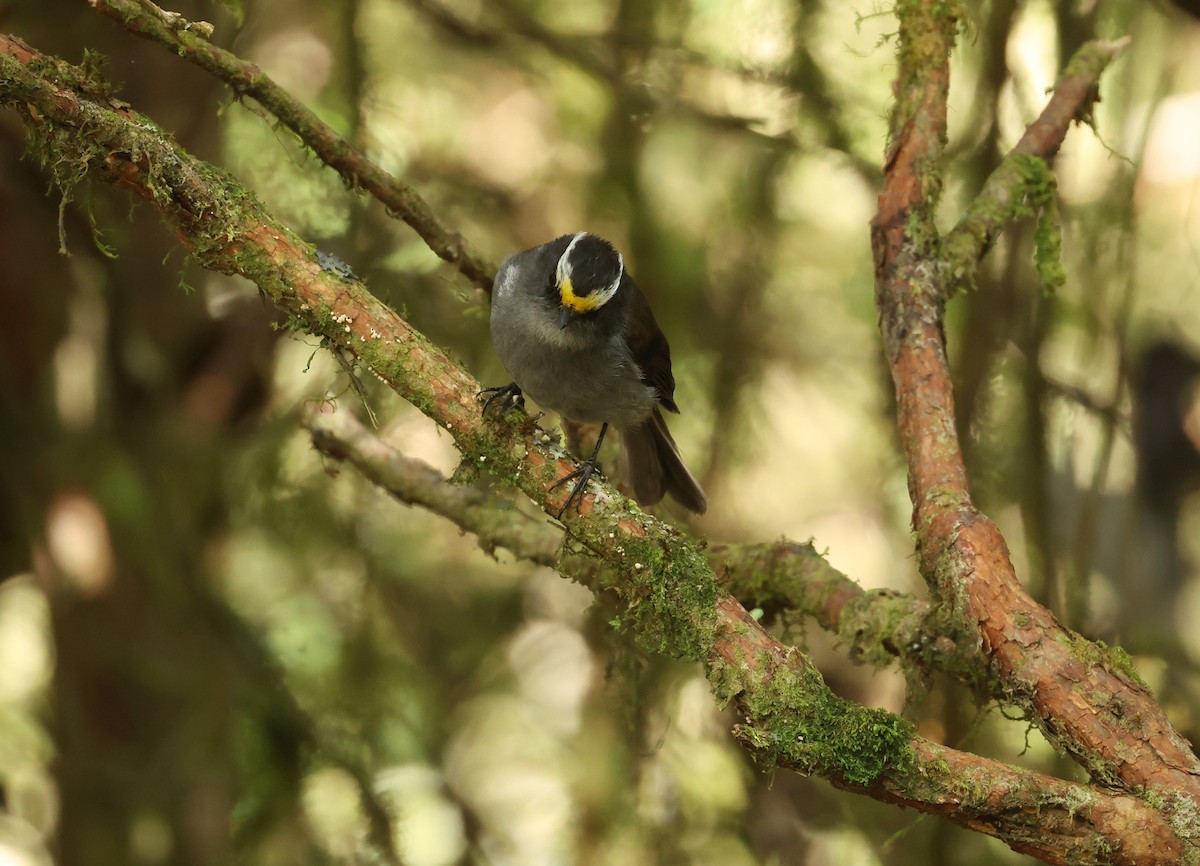 gulpannetyrann - ML646790373