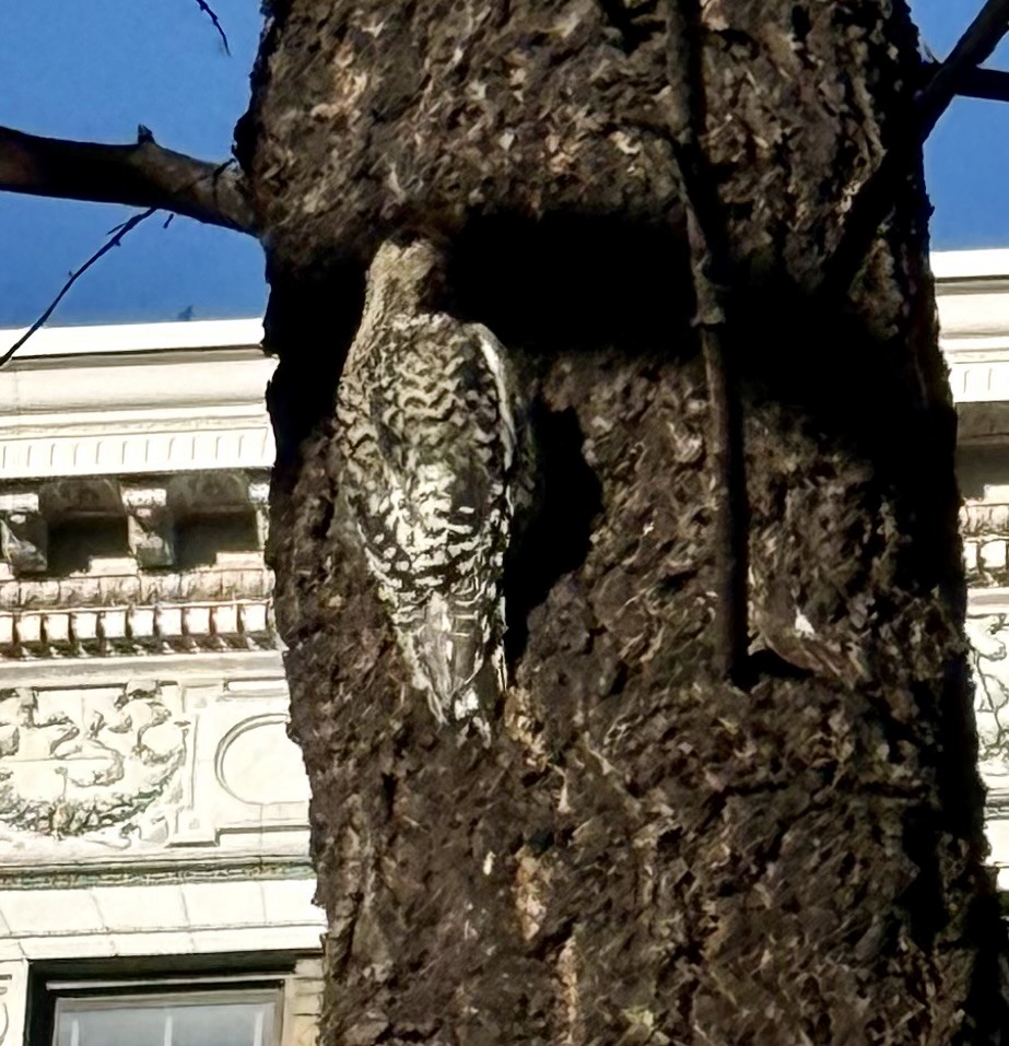 シルスイキツツキ - ML646790375