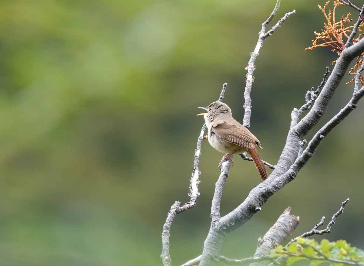Southern House Wren - ML646790378