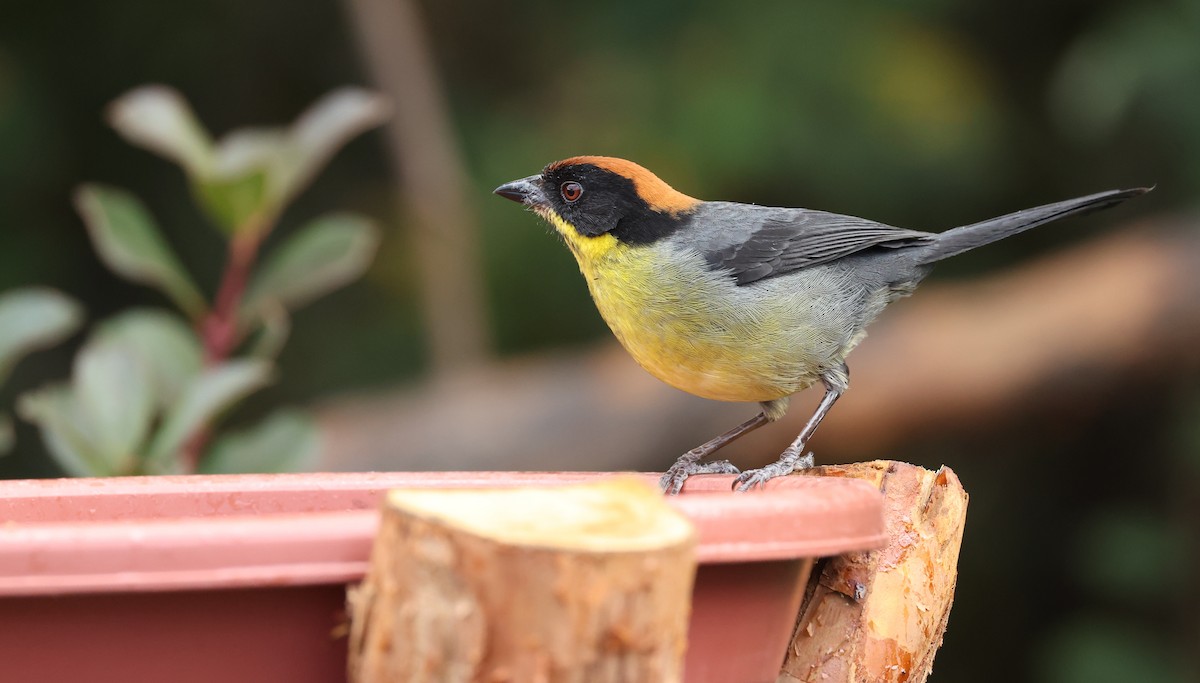 rustkronekjerrspurv - ML646790379