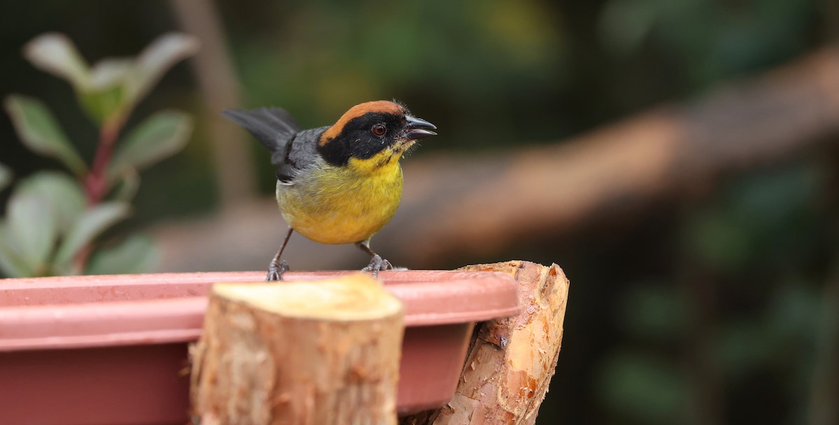 rustkronekjerrspurv - ML646790380