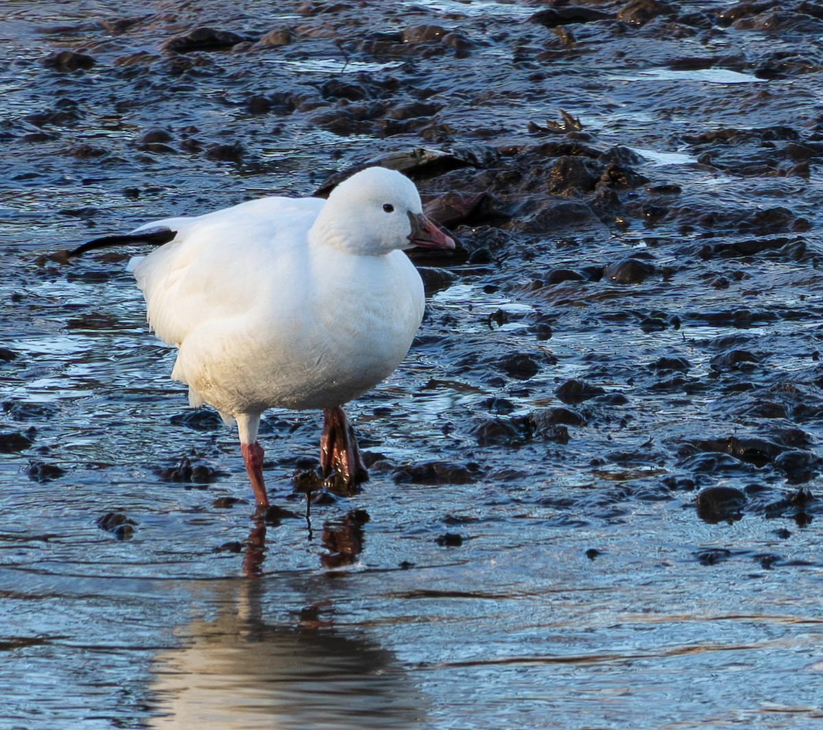 husa bělostná - ML646790382