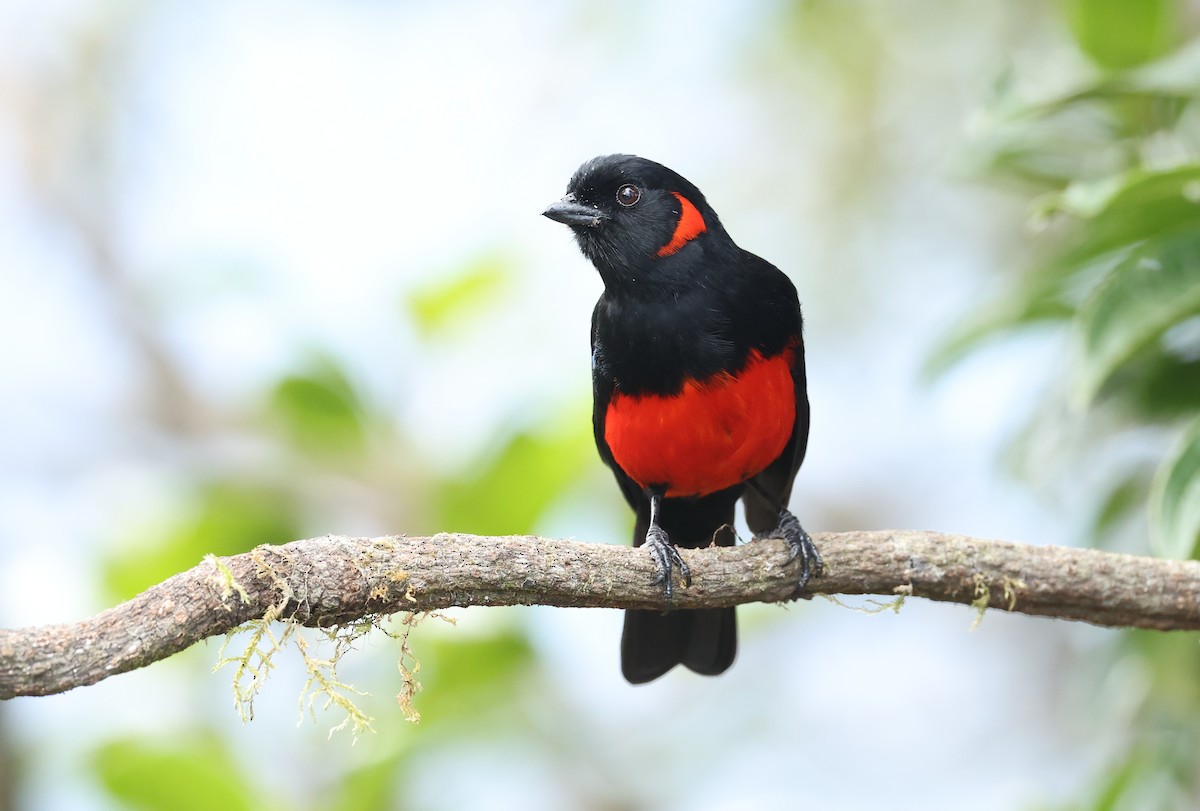 rødbuktanagar - ML646790383