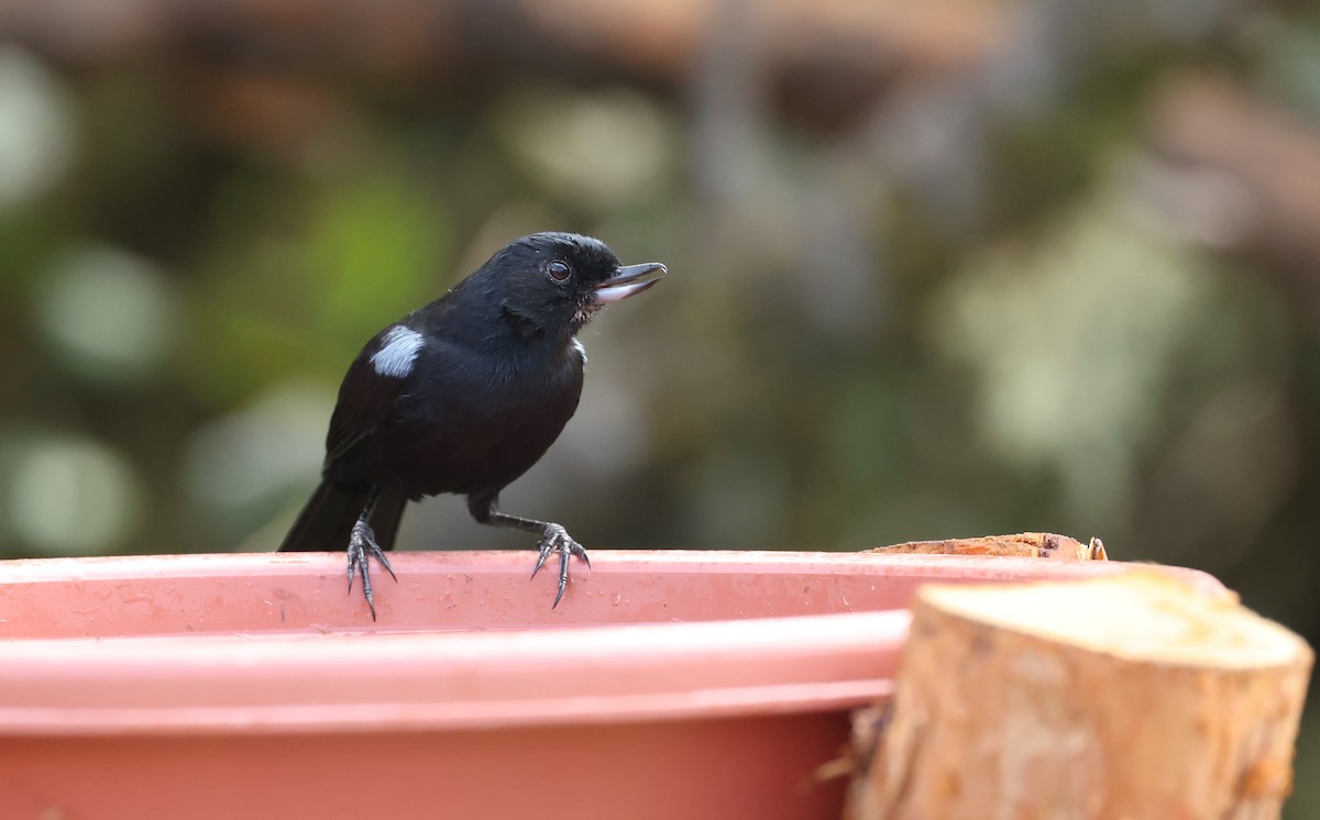 glansblomsterborer - ML646790385