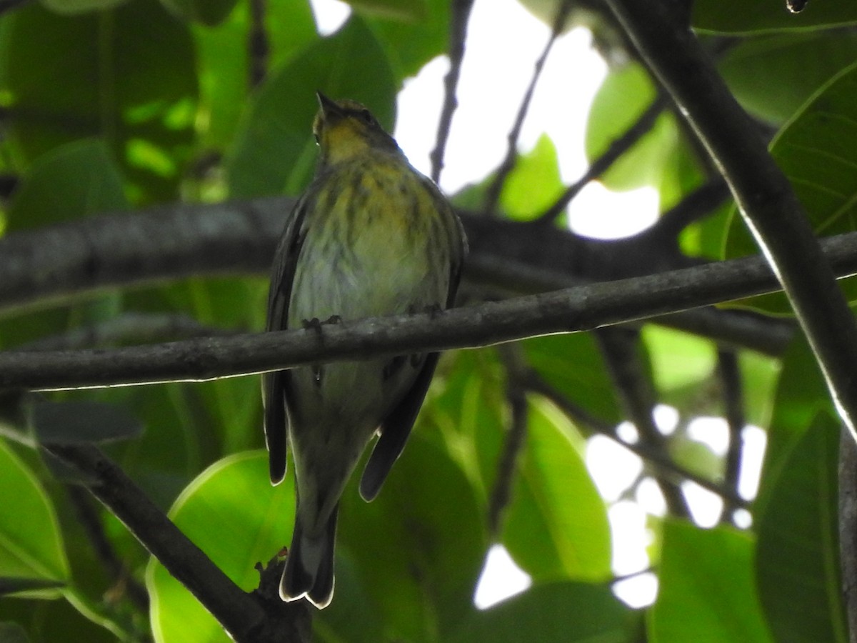 Tigerwaldsänger - ML646790388